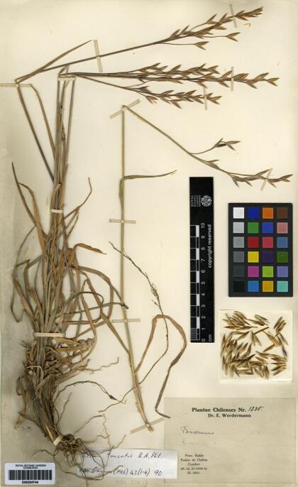Bromus tunicatus [Espécimen: ]