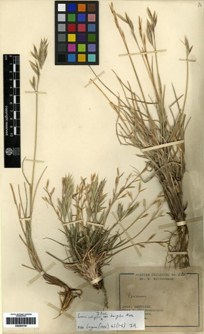Bromus setifolius [Espécimen: ]