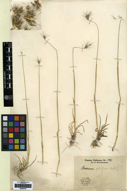 Hordeum pubiflorum [Espécimen: ]