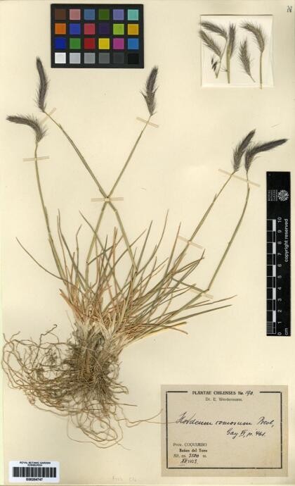 Hordeum comosum [Espécimen: ]