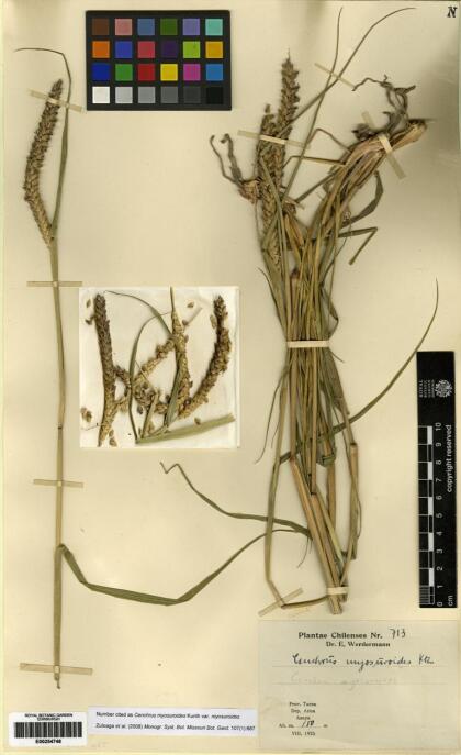 Cenchrus myosuroides [Espécimen: ]