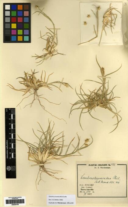 Cenchrus spinifex [Espécimen: ]