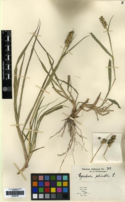 Cenchrus echinatus [Espécimen: ]