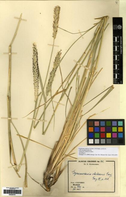 Cenchrus chilensis [Espécimen: ]