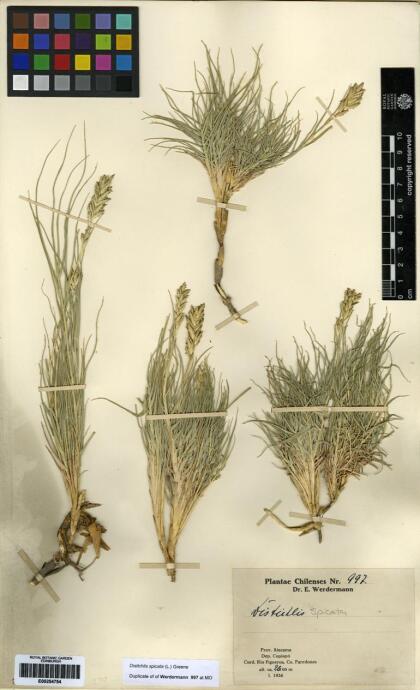 Distichlis spicata [Espécimen: ]