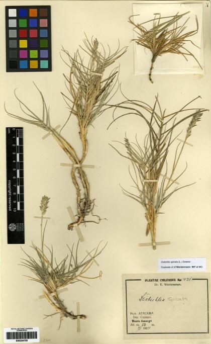 Distichlis spicata [Espécimen: ]
