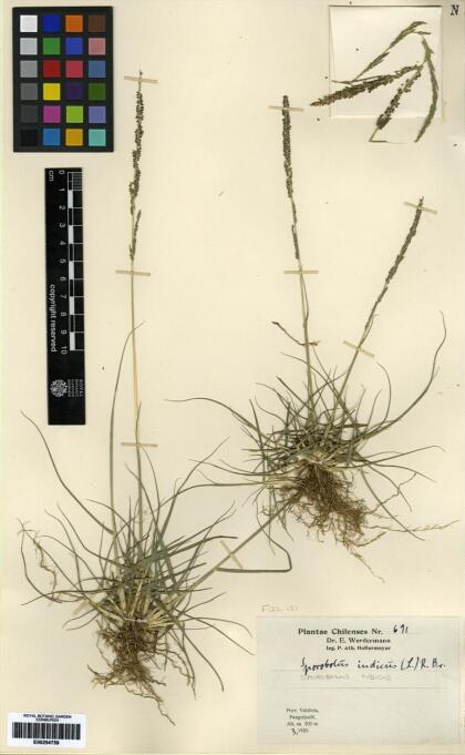 Sporobolus indicus [Espécimen: ]