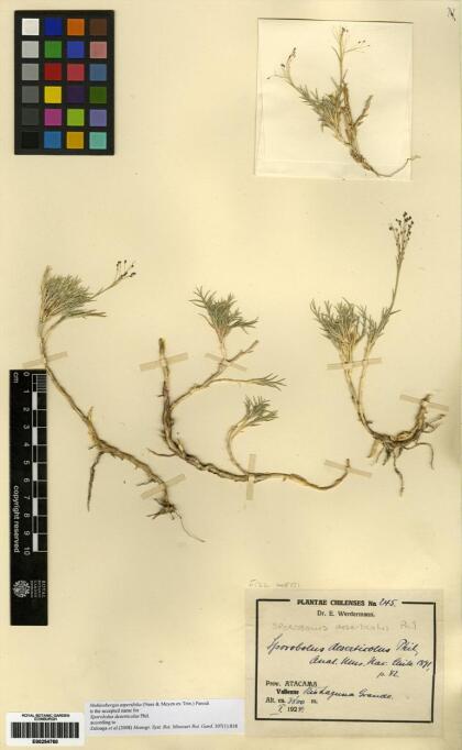 Muhlenbergia asperifolia [Espécimen: ]