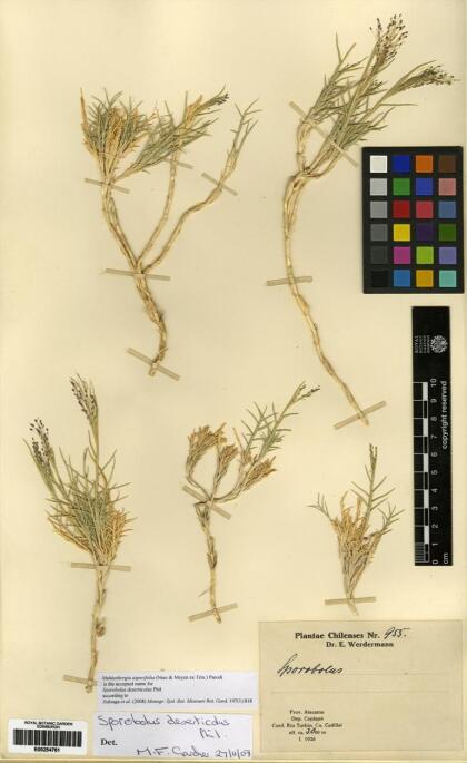 Muhlenbergia asperifolia [Espécimen: ]
