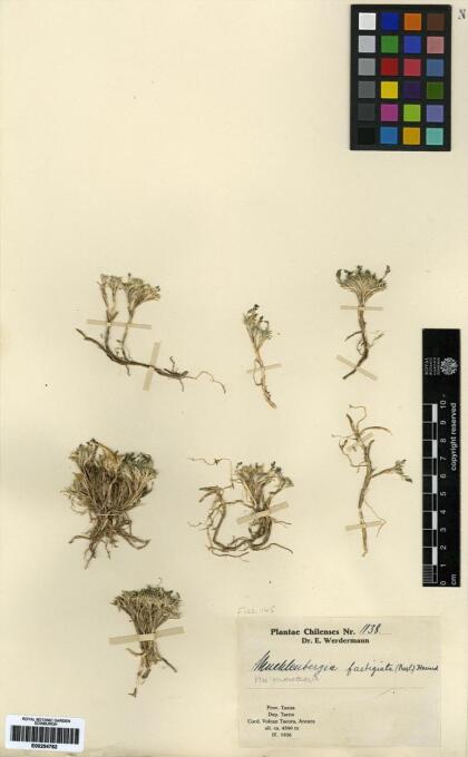 Muhlenbergia fastigiata [Espécimen: ]