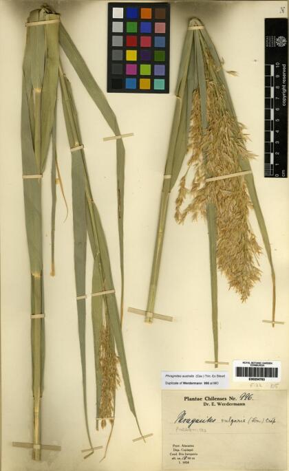 Phragmites australis [Espécimen: ]