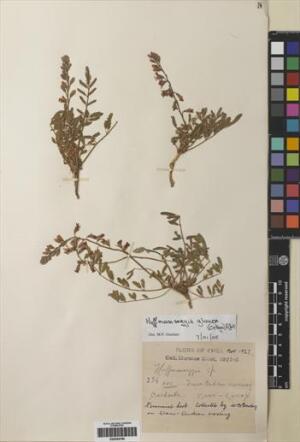 Hoffmannseggia glauca [Espécimen: ]