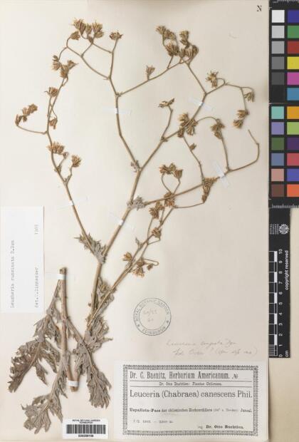 Leucheria runcinata [Espécimen: ]