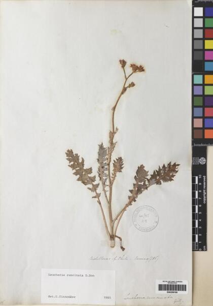 Leucheria runcinata [Espécimen: ]