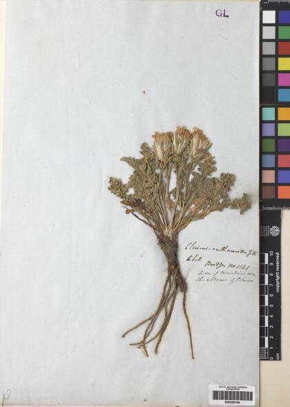 Perezia carthamoides [Espécimen: ]