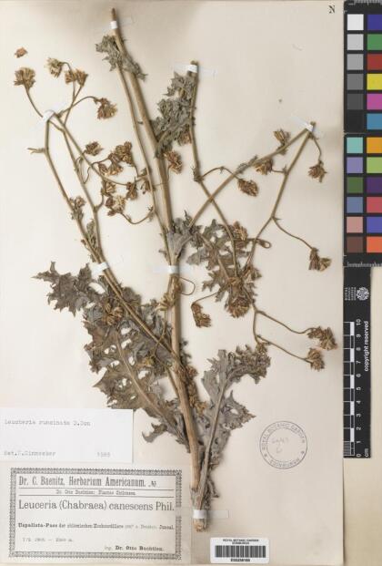 Leucheria runcinata [Espécimen: ]