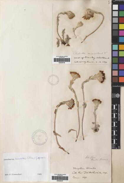Leucheria suaveolens [Espécimen: ]