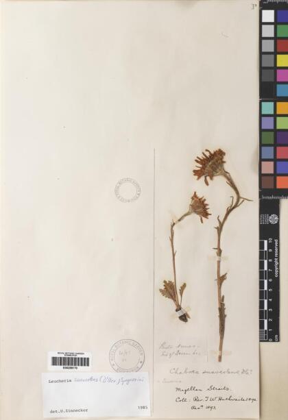 Leucheria suaveolens [Espécimen: ]
