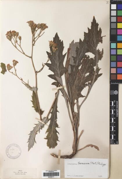 Leucheria glacialis [Espécimen: ]