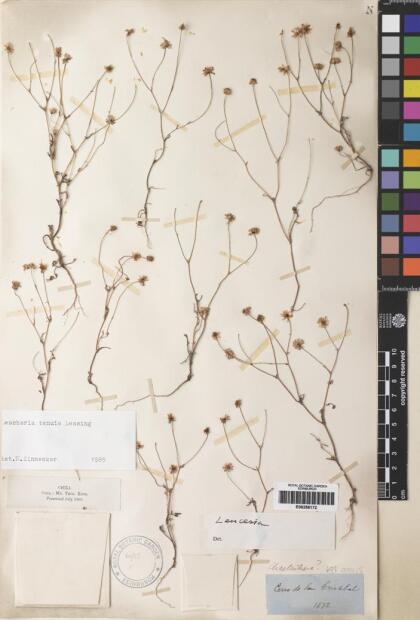 Leucheria tomentosa [Espécimen: ]