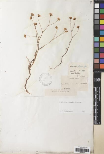 Leucheria tomentosa [Espécimen: ]