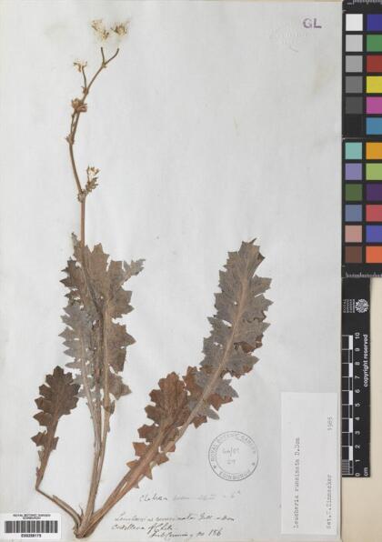 Leucheria runcinata [Espécimen: ]