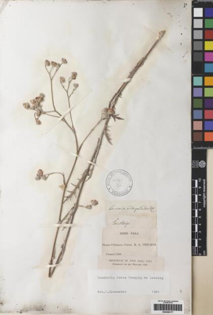 Leucheria rosea [Espécimen: ]
