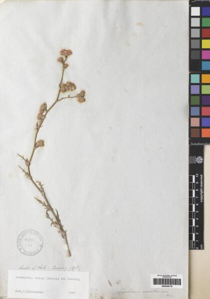 Leucheria rosea [Espécimen: ]