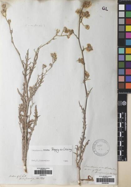 Leucheria rosea [Espécimen: ]