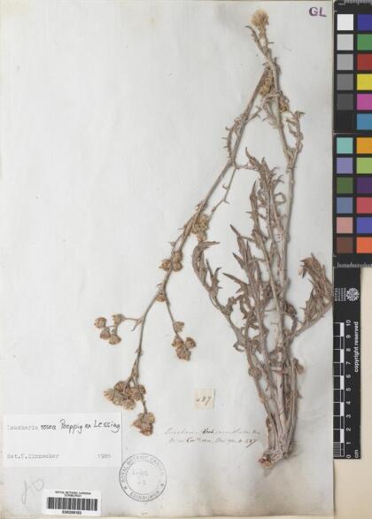 Leucheria rosea [Espécimen: ]
