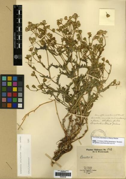 Leucheria polyclados [Espécimen: ]