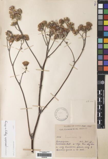 Leucheria glacialis [Espécimen: ]