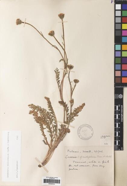 Leucheria purpurea [Espécimen: ]