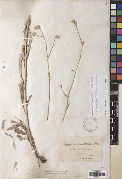 Leucheria integrifolia [Espécimen: ]