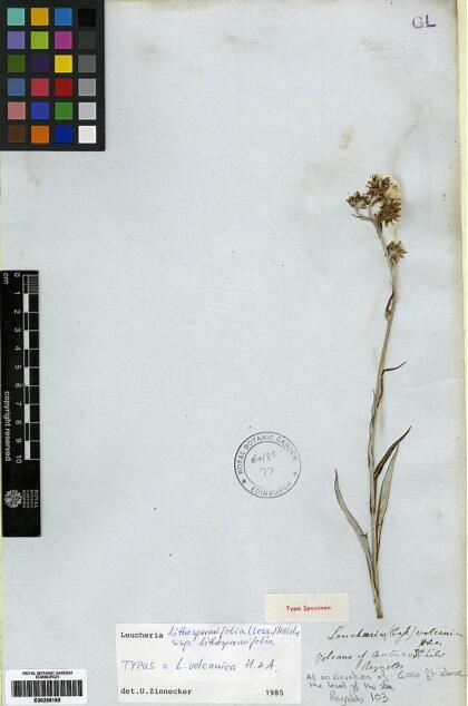 Leucheria lithospermifolia [Espécimen: ]