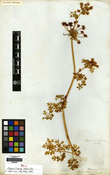 Apium chilense [Espécimen: ]