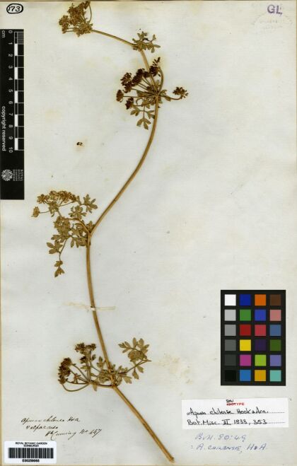 Apium chilense [Espécimen: ]