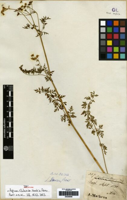 Apium chilense [Espécimen: ]
