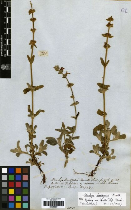 Stachys bridgesii [Espécimen: ]