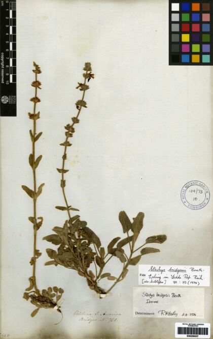 Stachys bridgesii [Espécimen: ]