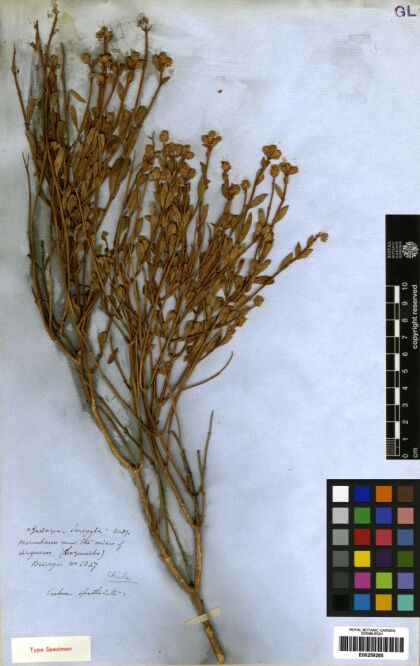 Lippia fragrans [Espécimen: ]