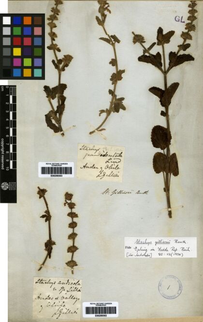Stachys gilliesii [Espécimen: ]