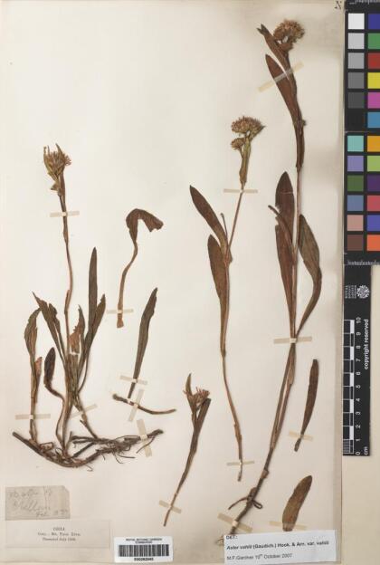 Symphyotrichum vahlii [Espécimen: ]
