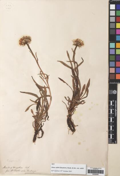 Symphyotrichum vahlii [Espécimen: ]