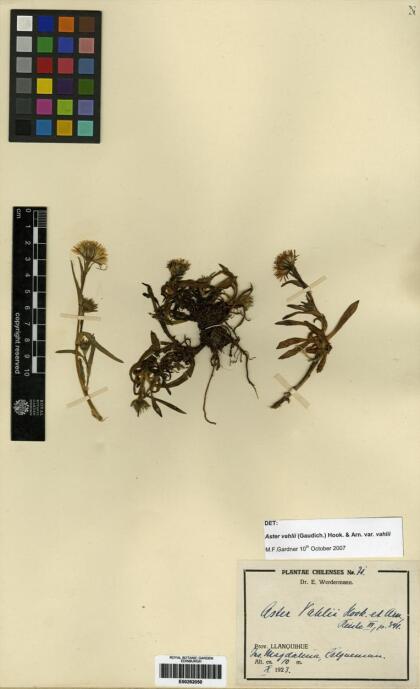 Symphyotrichum vahlii [Espécimen: ]