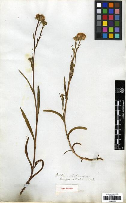 Symphyotrichum vahlii [Espécimen: ]