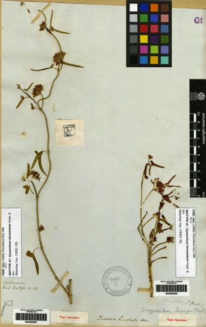 Tweedia birostrata [Espécimen: ]