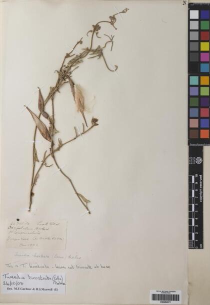 Tweedia birostrata [Espécimen: ]