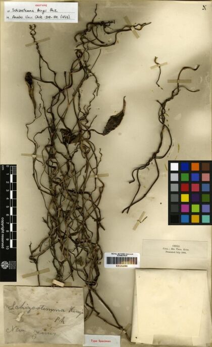 Diplolepis boerhaviifolia [Espécimen: ]