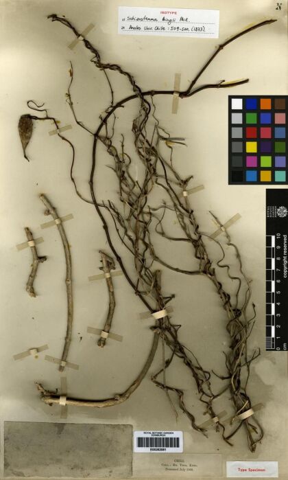 Diplolepis boerhaviifolia [Espécimen: ]